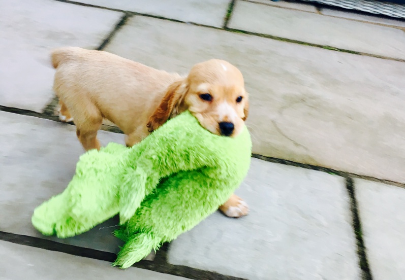 A happy puppy with a toy